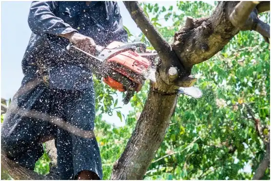 tree services Gallaway